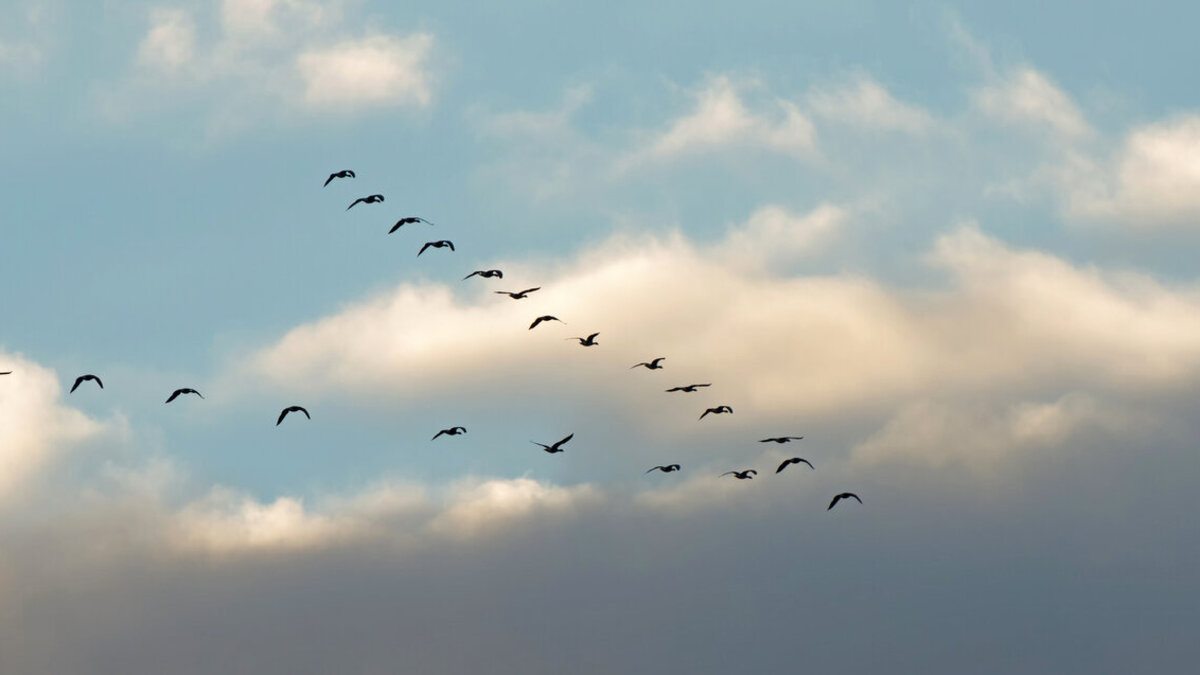 Eine Schar Gänse im Formationsflug